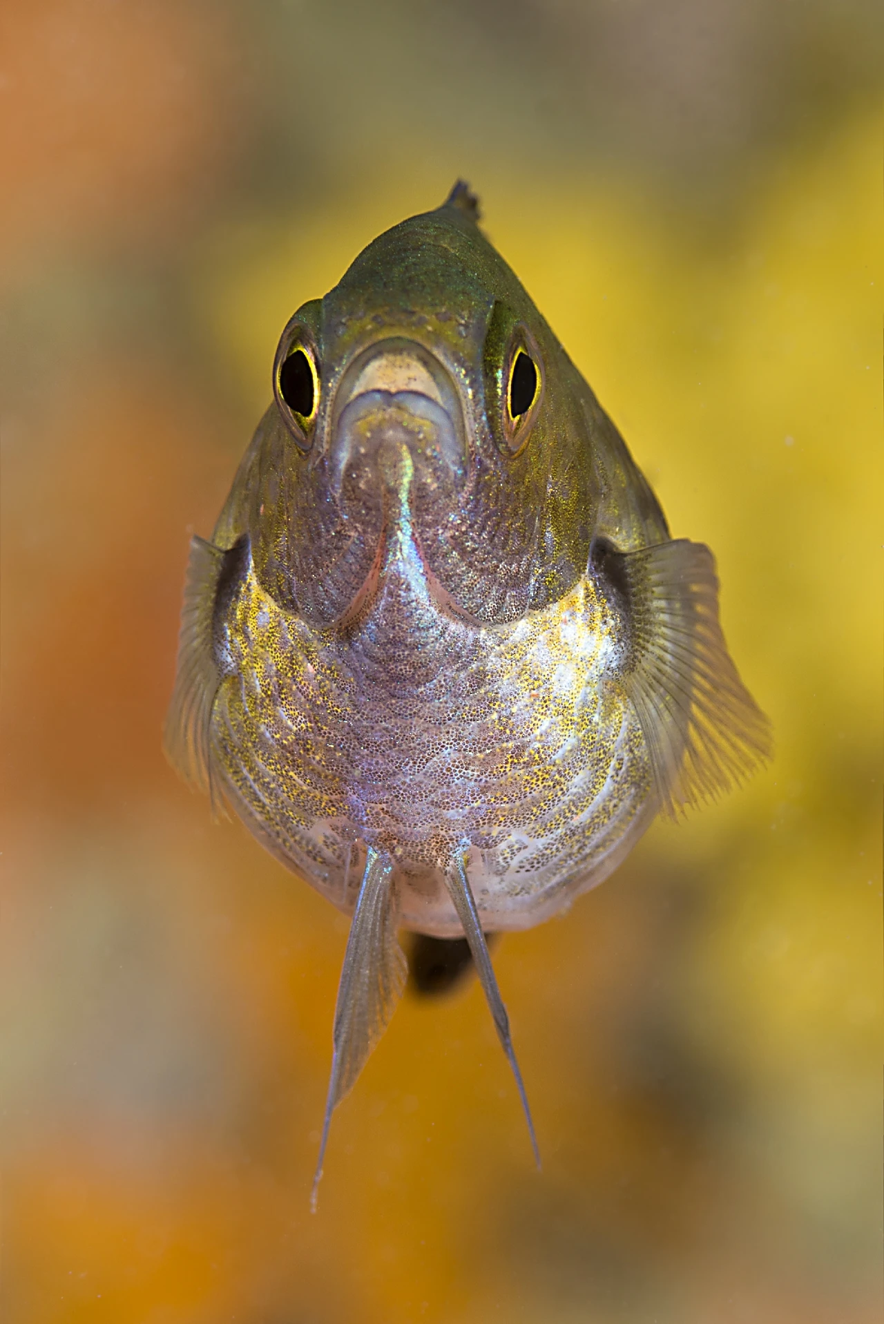 Panzona - Macro runner up by Giuseppe Piccoli Resta, See in the Sea underwater photography contest