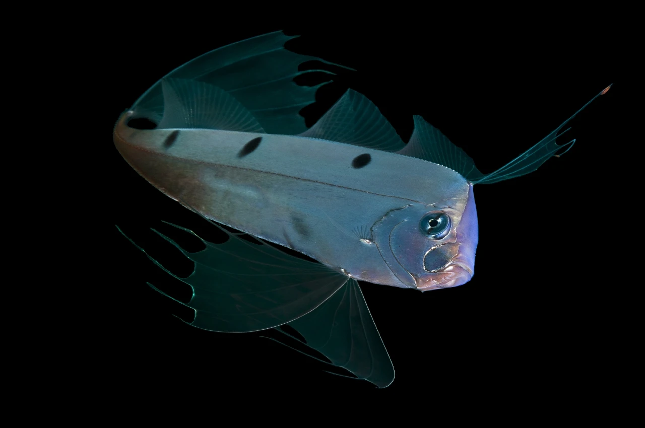 Angelic - Special Mention gold by Giuseppe Picccioli Resta, See in the Sea underwater photography contest
