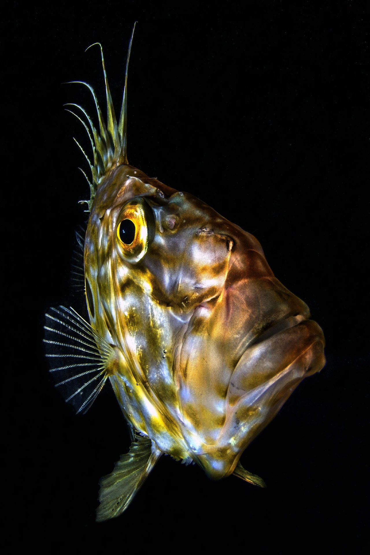 Incontri Ravvicinati - Wide Angle silver by Domenico Roscigno, See in the Sea underwater photography contest