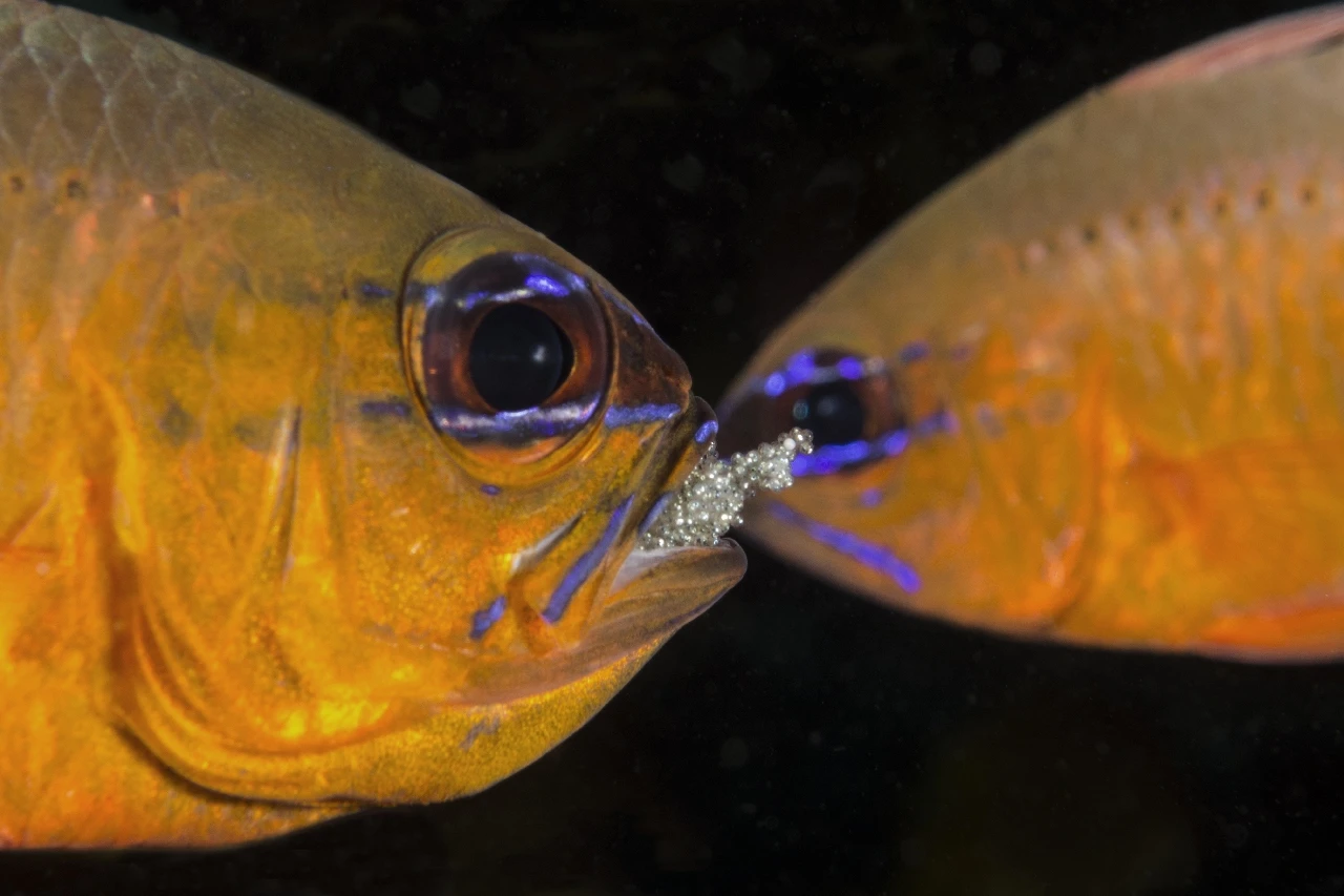 Newcomers - Newcomers gold by Rosanna Bonati, See in the Sea underwater photography contest