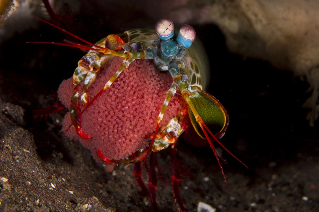 Proud Mama - Newcomers runner up by Rosanna Bonati, See in the Sea underwater photography contest