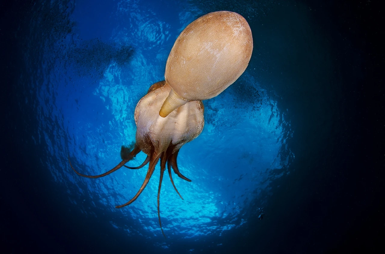 Apollo 13 - Newcomers runner up by Marco Fantino, See in the Sea underwater photography contest
