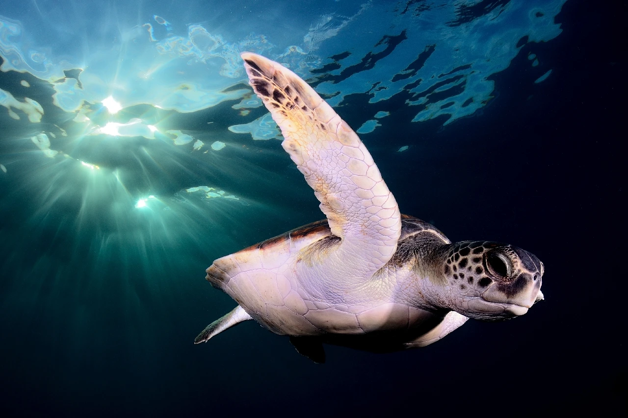 Afternoon - Wide Angle bronze by Fernandez Sergi Garcia, See in the Sea underwater photography contest