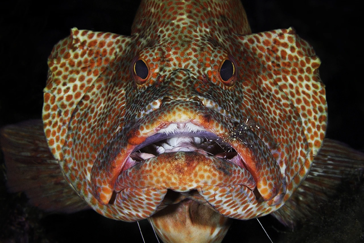 The Dentist - Macro bronze by Davide Lopresti, See in the Sea underwater photography contest