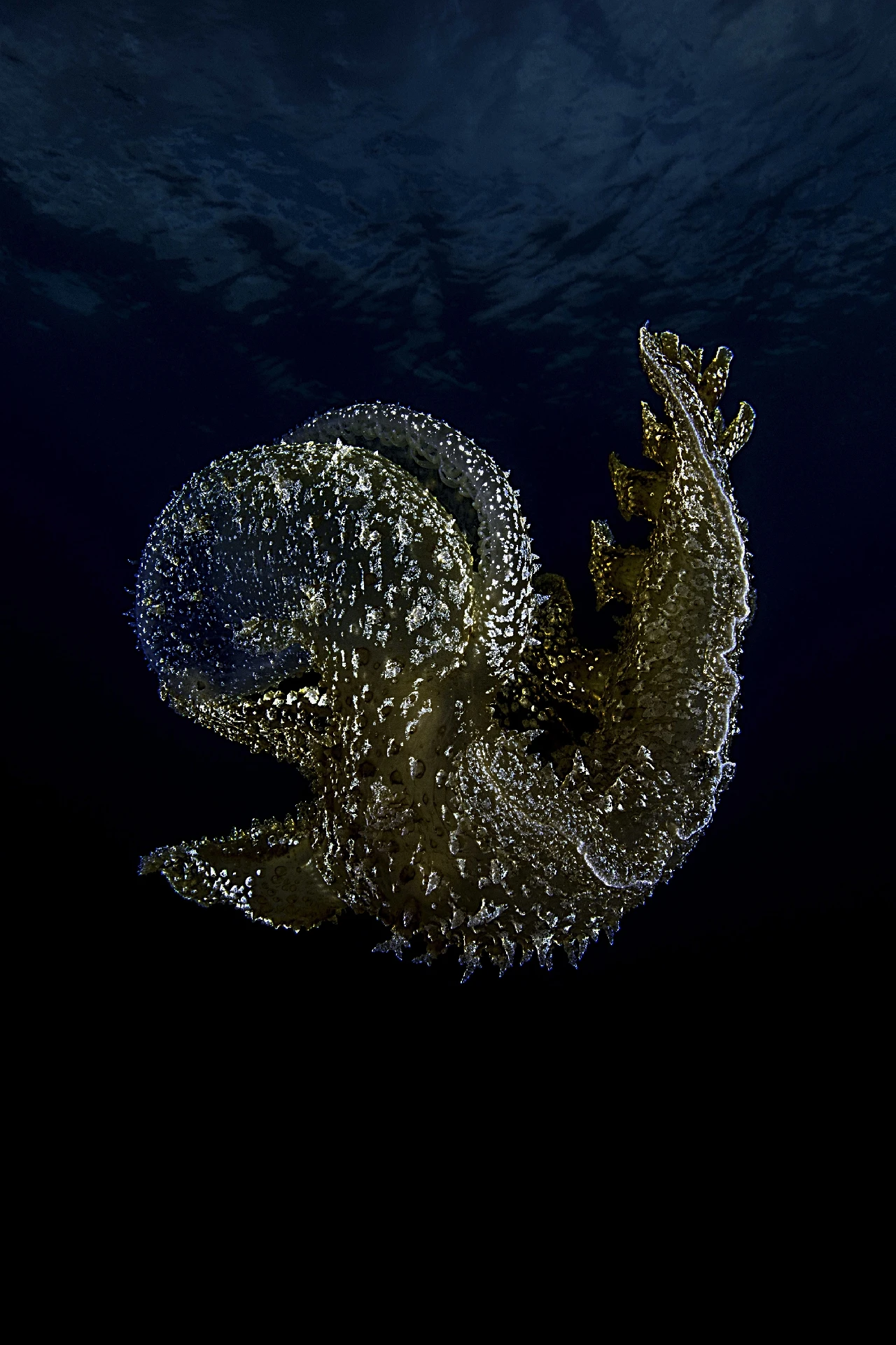 Melibe - Newcomers runner up by Domenico Maiorano, See in the Sea underwater photography contest