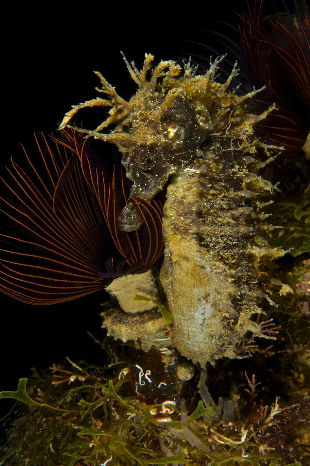 Il Vezzo Del Cavalluccio - Newcomers runner up by Roberto Strafella, See in the Sea underwater photography contest