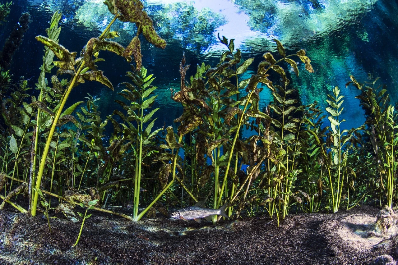 Rutilus Aula - Fresh Waters runner up by Guido Villani, See in the Sea underwater photography contest