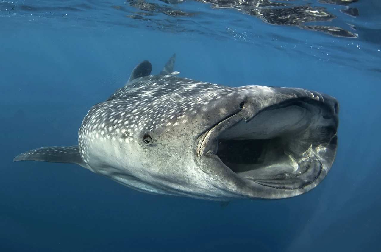 A Bocca Aperta - Wide Angle runner up by Alberto Gallucci, See in the Sea underwater photography contest
