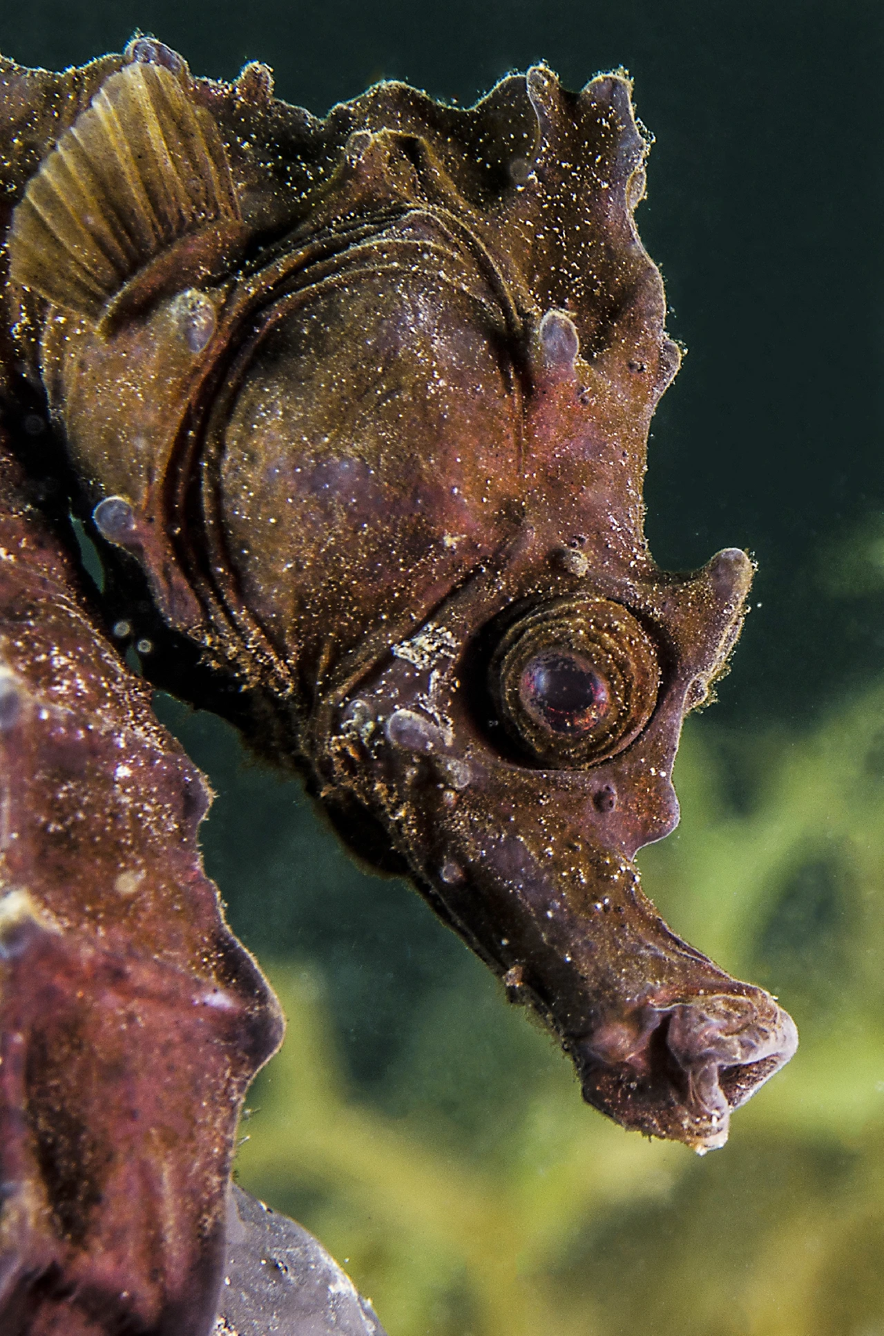 Hippy - Newcomers runner up by Mauro Di Lecce, See in the Sea underwater photography contest
