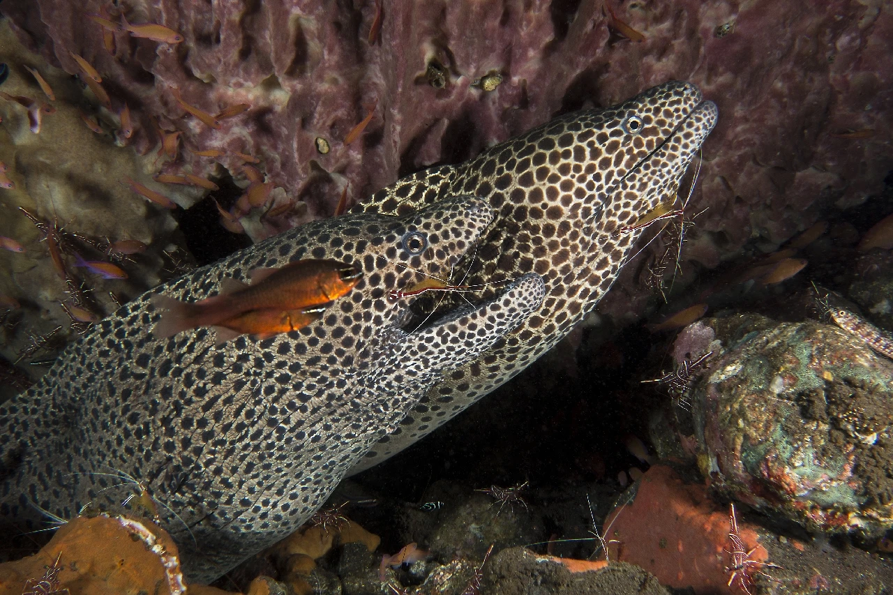 Le Gemelle - Newcomers runner up by Giancarlo Zambelli, See in the Sea underwater photography contest