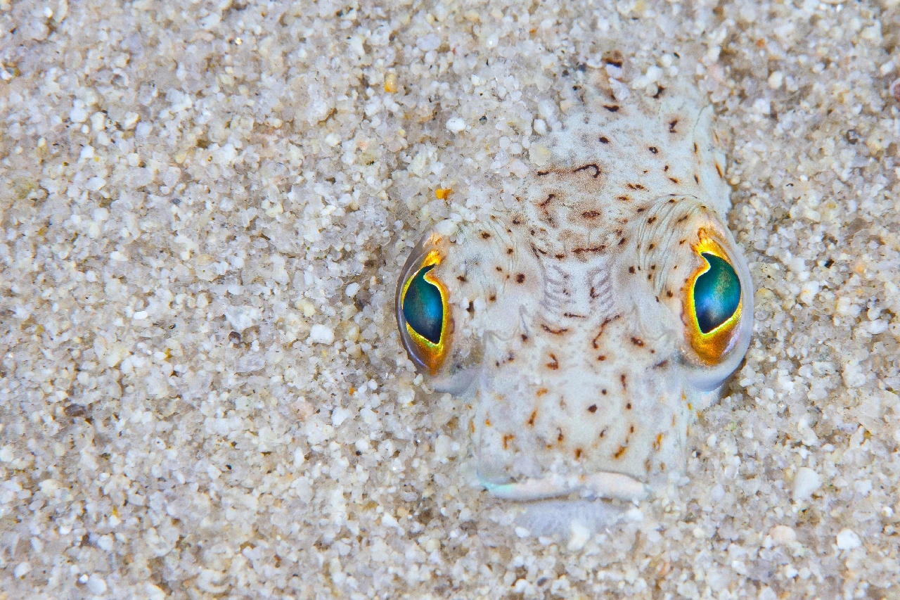 These Eyes