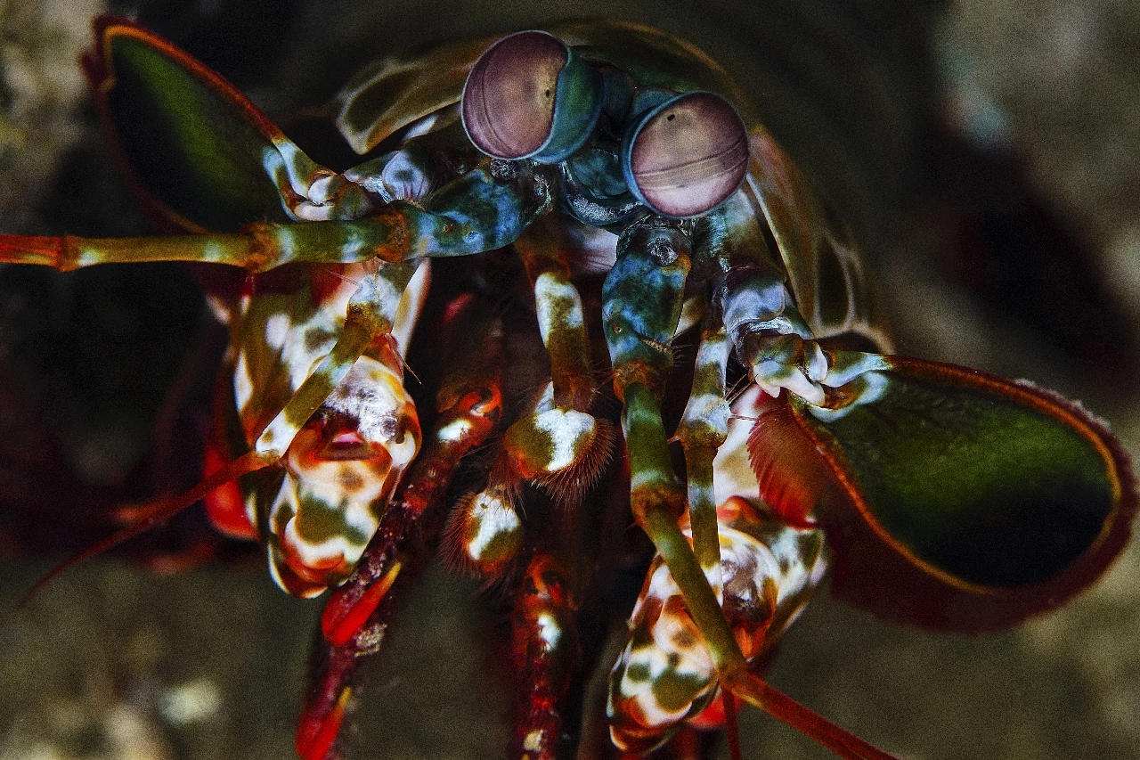 Occhio Squilla (cicala) - Newcomers runner up by Pier Domenico Donato, See in the Sea underwater photography contest