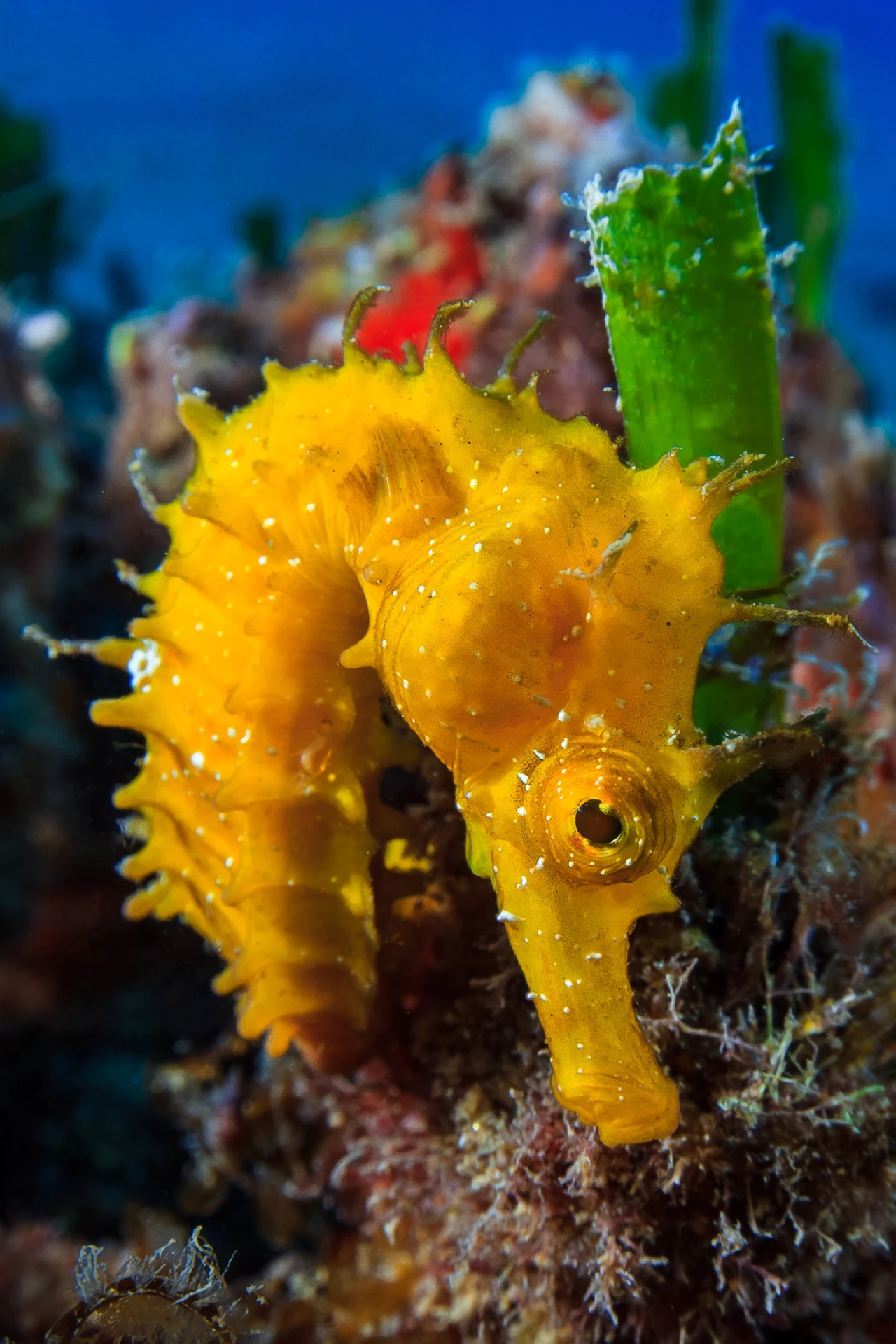 Little Beauty - Macro runner up by Raimundo Fernandez Diez, See in the Sea underwater photography contest