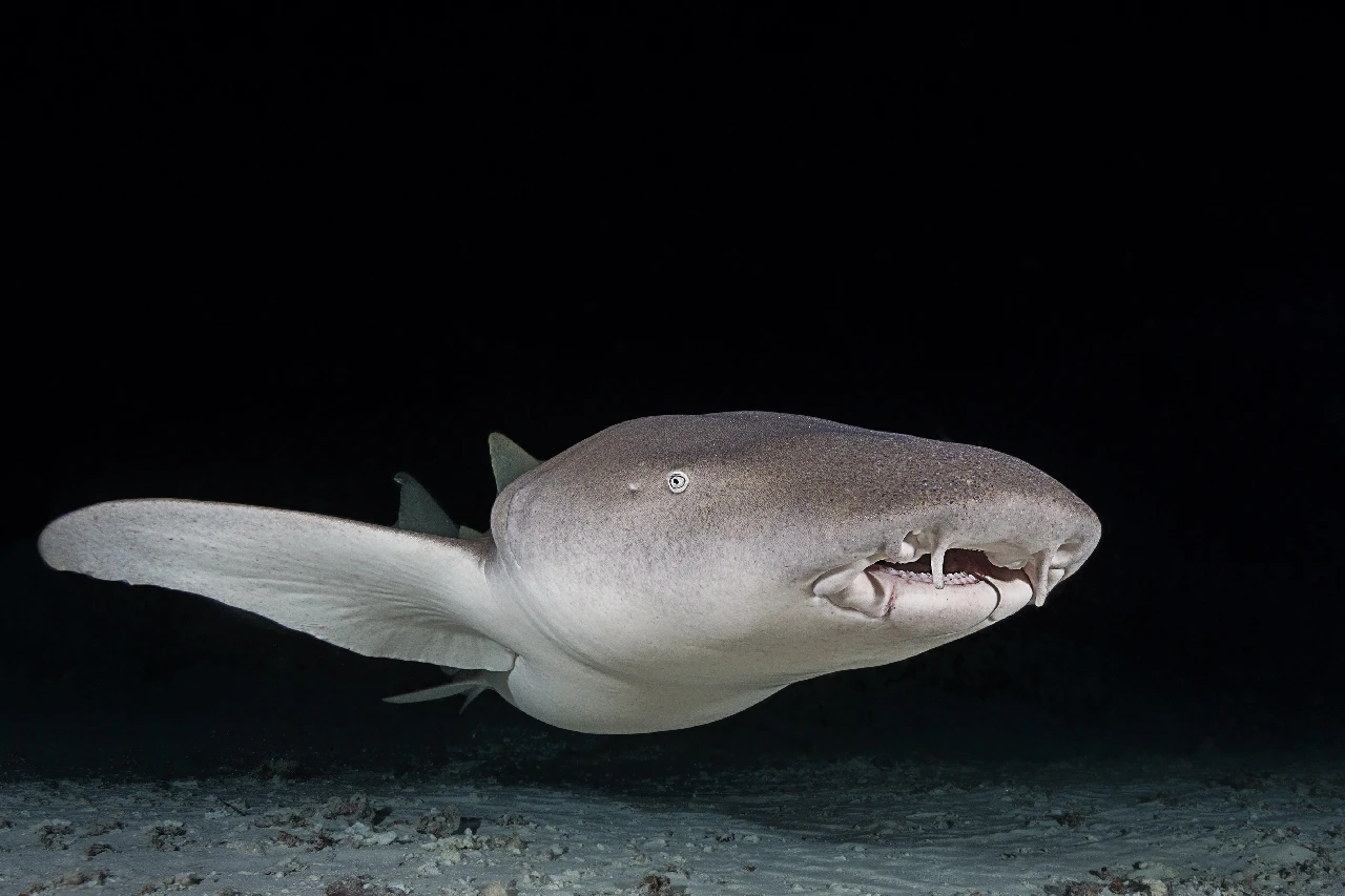 Che Bel Sorriso - Newcomers silver by Filippo Ioni, See in the Sea underwater photography contest