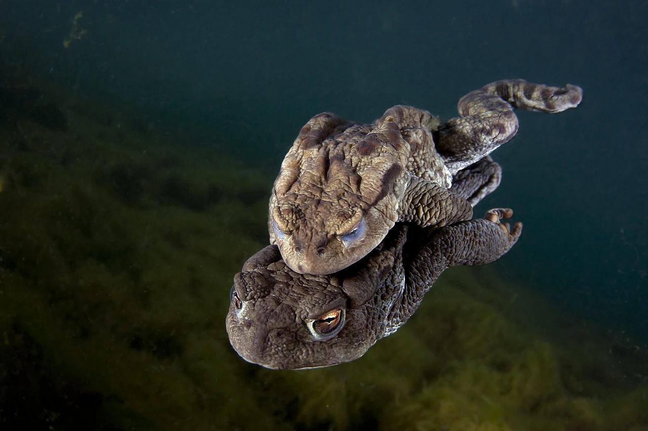 Bufi - Fresh Waters silver by Pietro Formis, See in the Sea underwater photography contest
