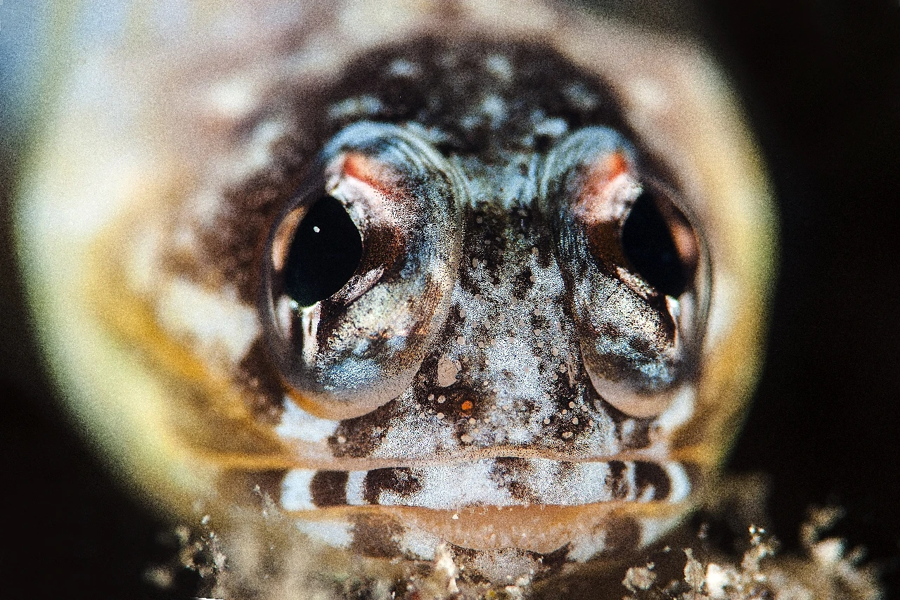 Faccia a Faccia - Macro silver by Marco Caraceni, See in the Sea underwater photography contest