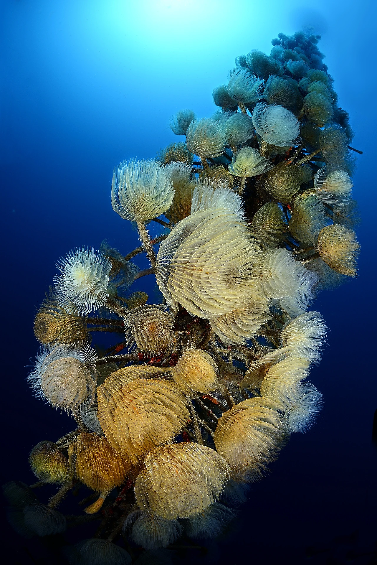 Tubeworms Tree
