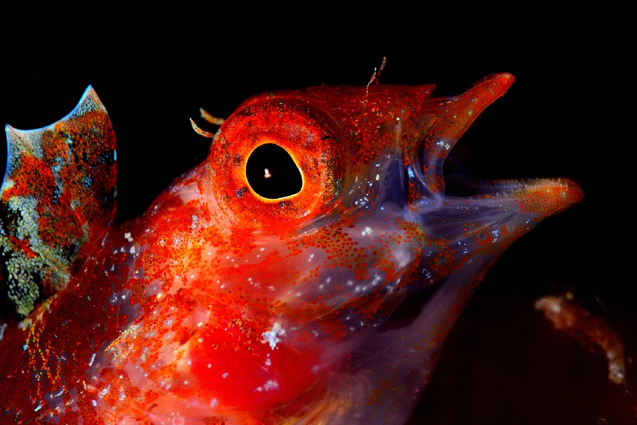 Like a Bird - Macro runner up by Jordi Riba, See in the Sea underwater photography contest