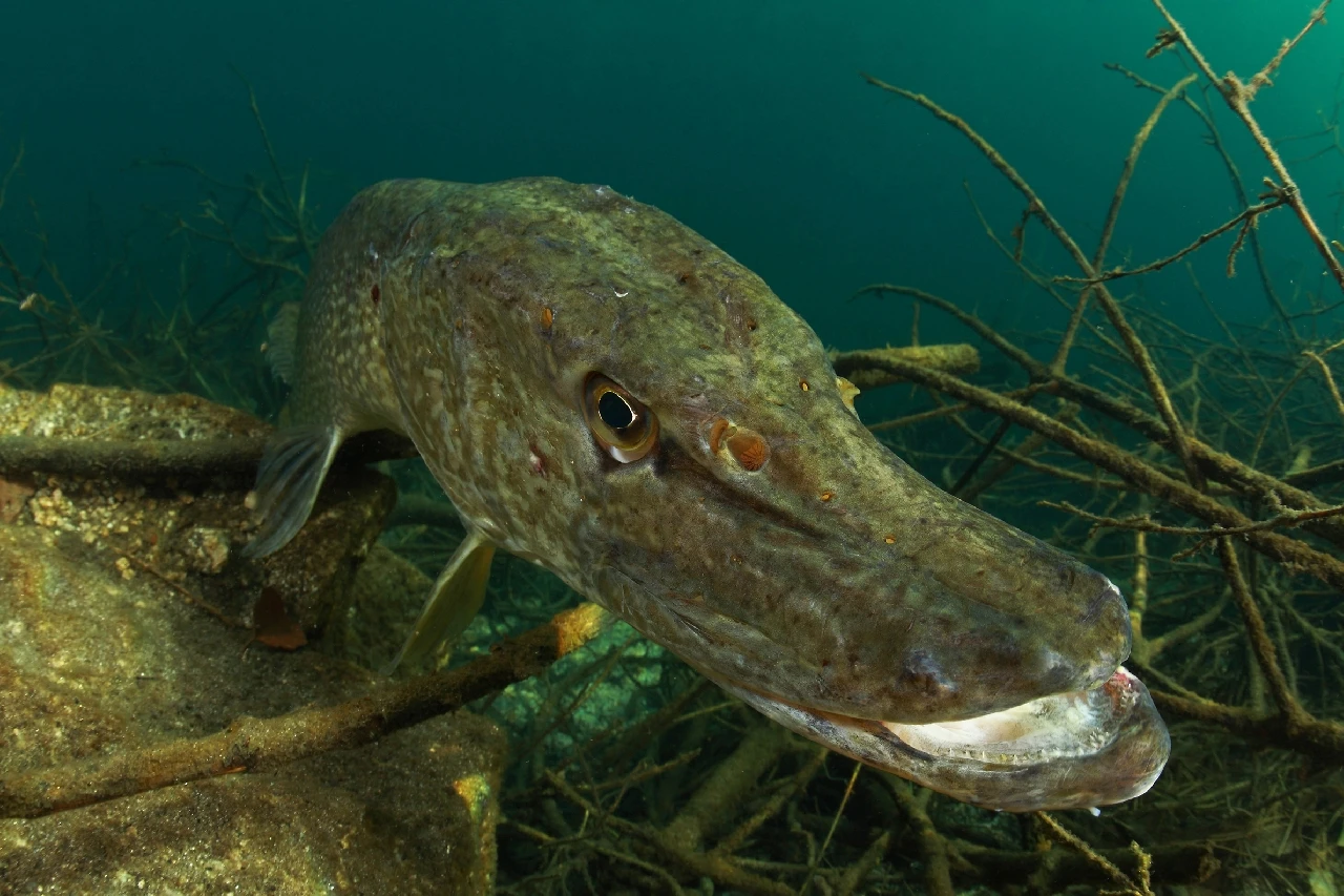 My Friend the Pike - Fresh Waters runner up by Alessio Viora, See in the Sea underwater photography contest