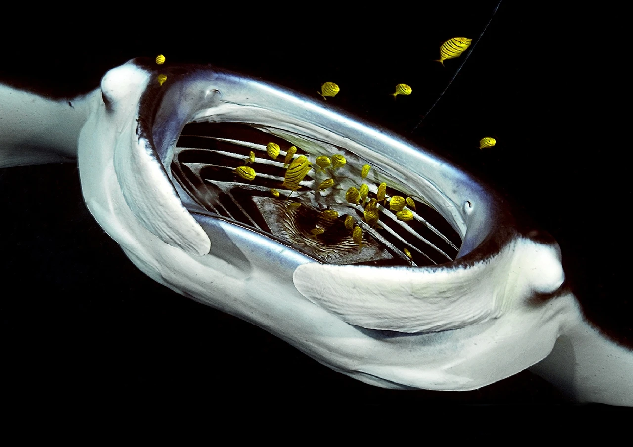 Grande Bocca - Wide Angle runner up by Giacomo Marchione, See in the Sea underwater photography contest