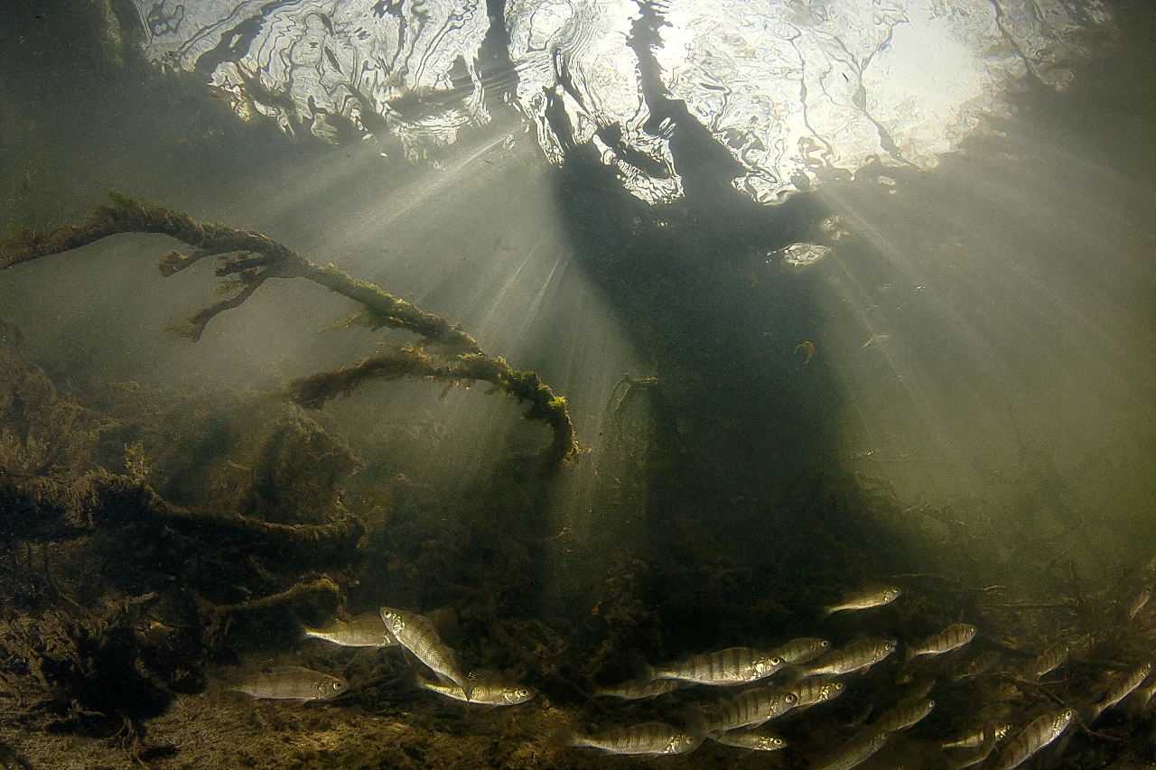Roots - Fresh Waters runner up by Pietro Formis, See in the Sea underwater photography contest