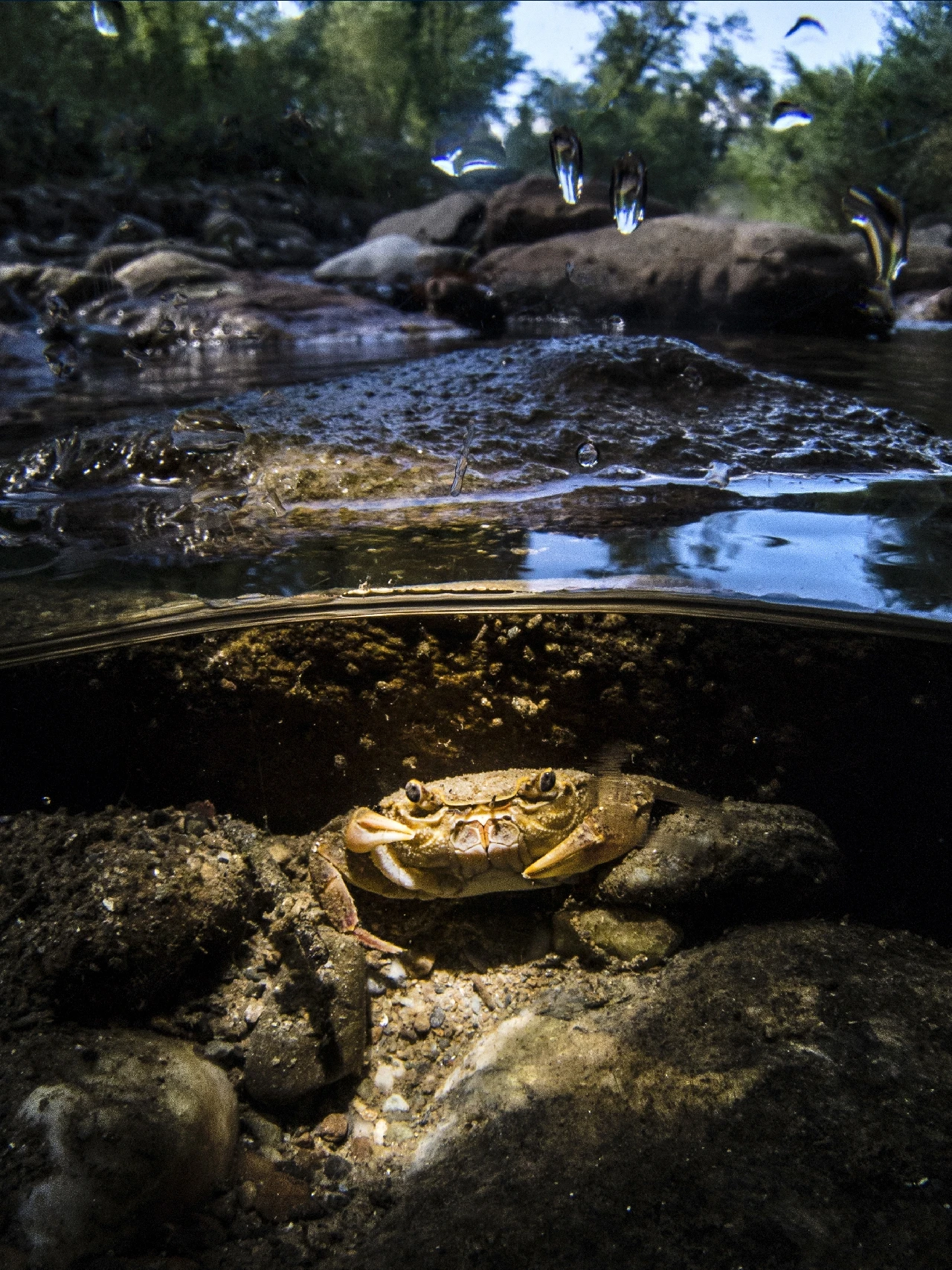 Little River Crab - Fresh Waters runner up by Francesco Pacienza, See in the Sea underwater photography contest