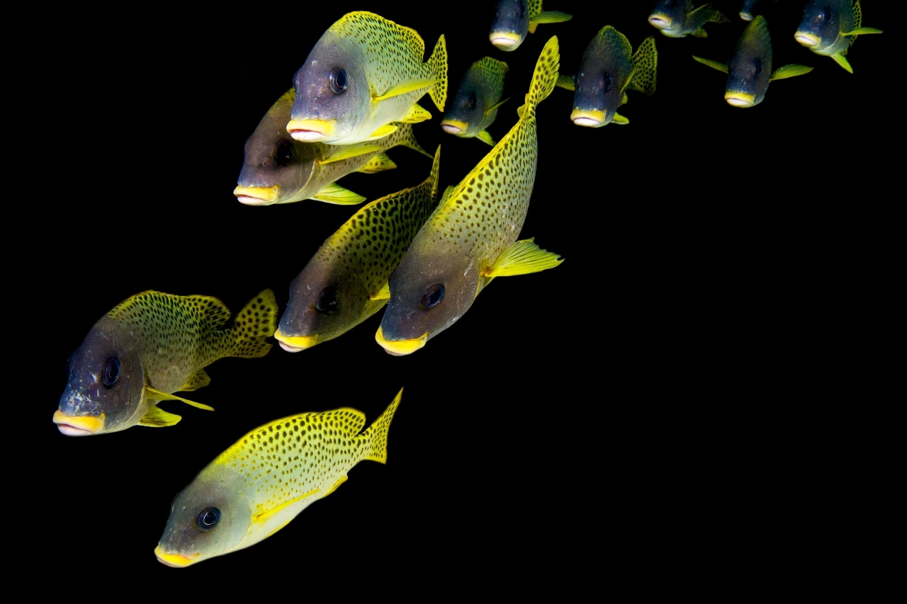 Fashion Night - Newcomers bronze by Adriano Di Nocera, See in the Sea underwater photography contest