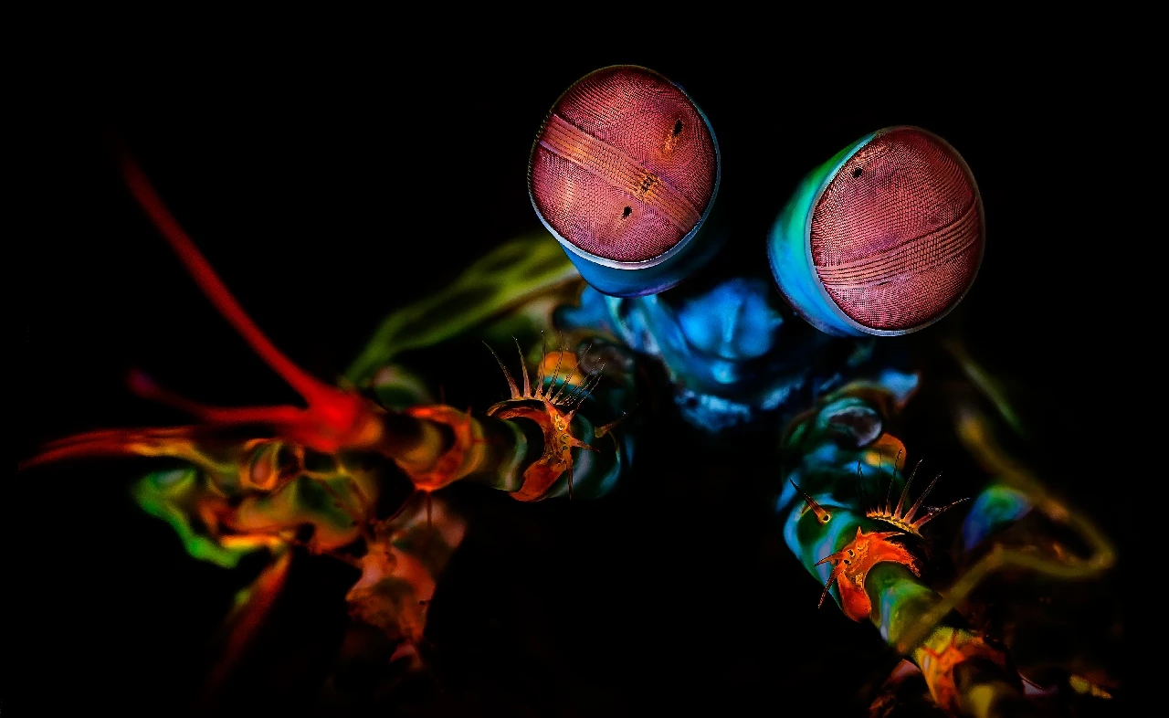 Those Eyes - Macro gold by Beth Watson, See in the Sea underwater photography contest