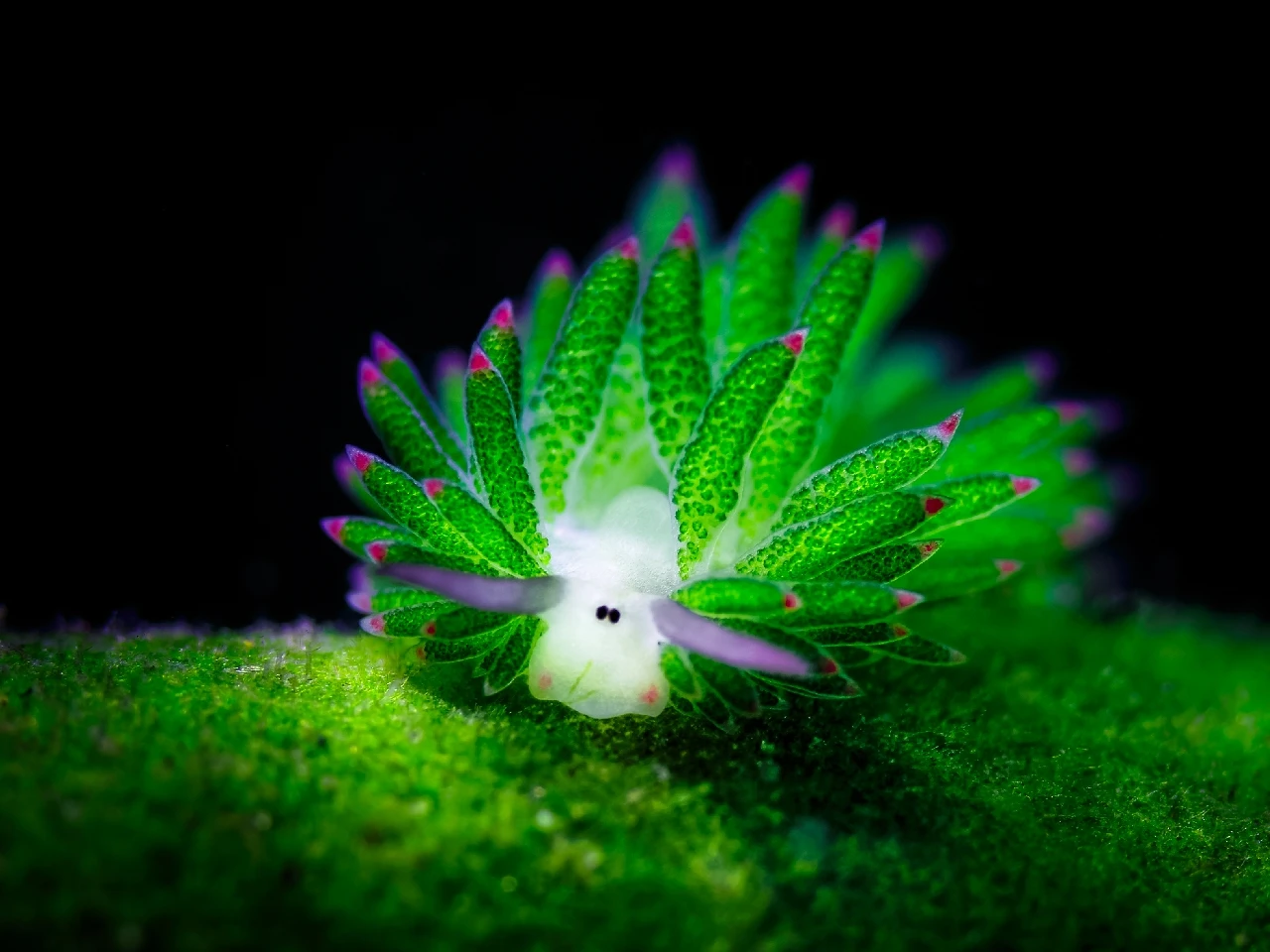 Sheep Eat Grass - Macro runner up by Lynn Wu, See in the Sea underwater photography contest