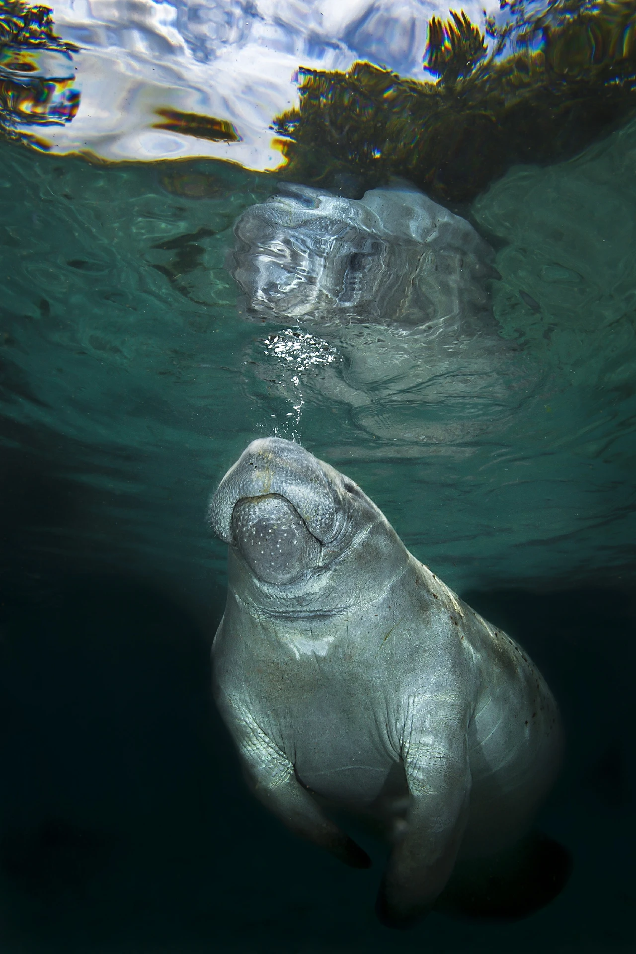 Bubbles - Fresh Waters bronze by Matteo Visconti, See in the Sea underwater photography contest