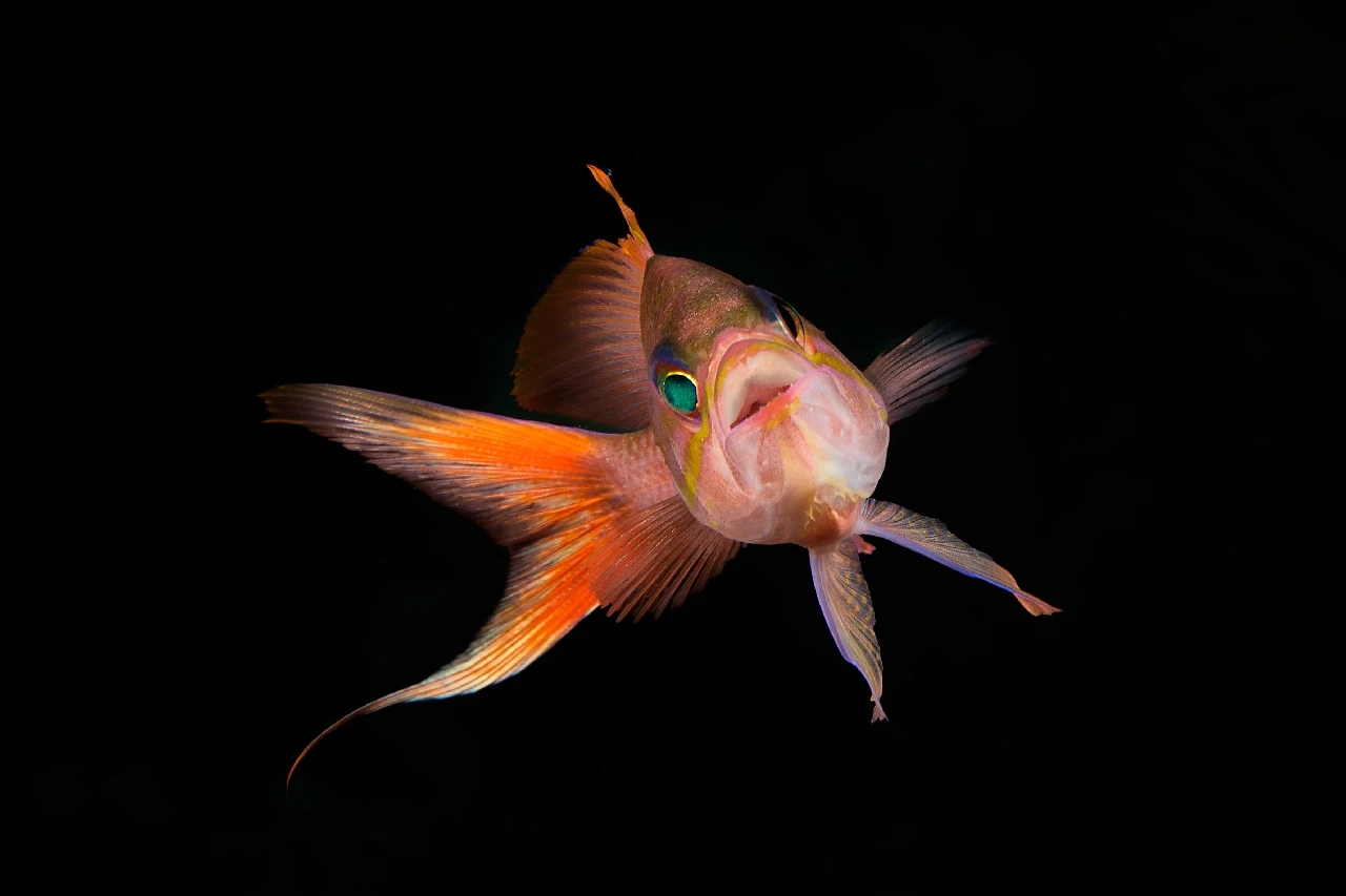 Scream - Macro bronze by Paolo Bausani, See in the Sea underwater photography contest