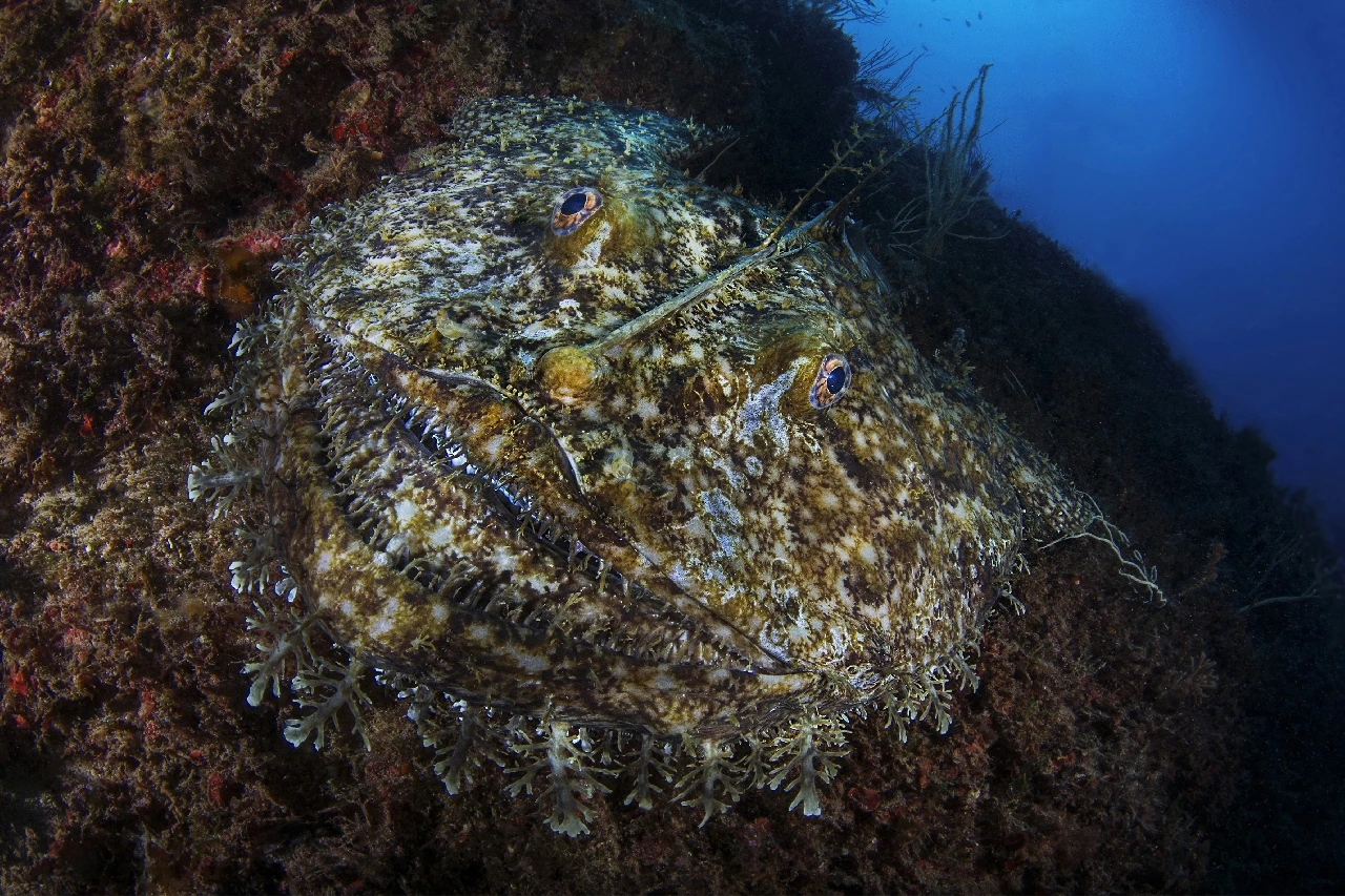 La Pescatrice