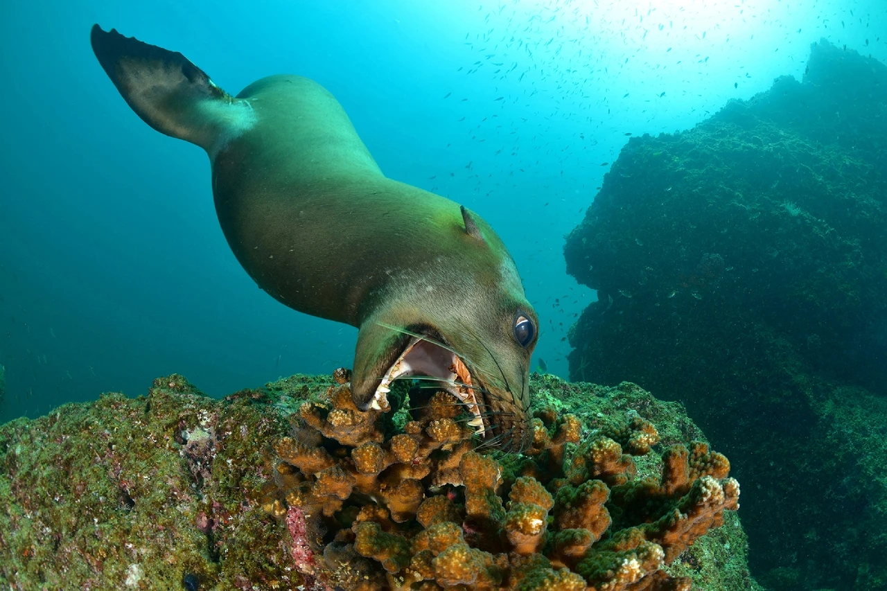 Denti Aguzzi - Wide Angle runner up by Alessio Viora, See in the Sea underwater photography contest