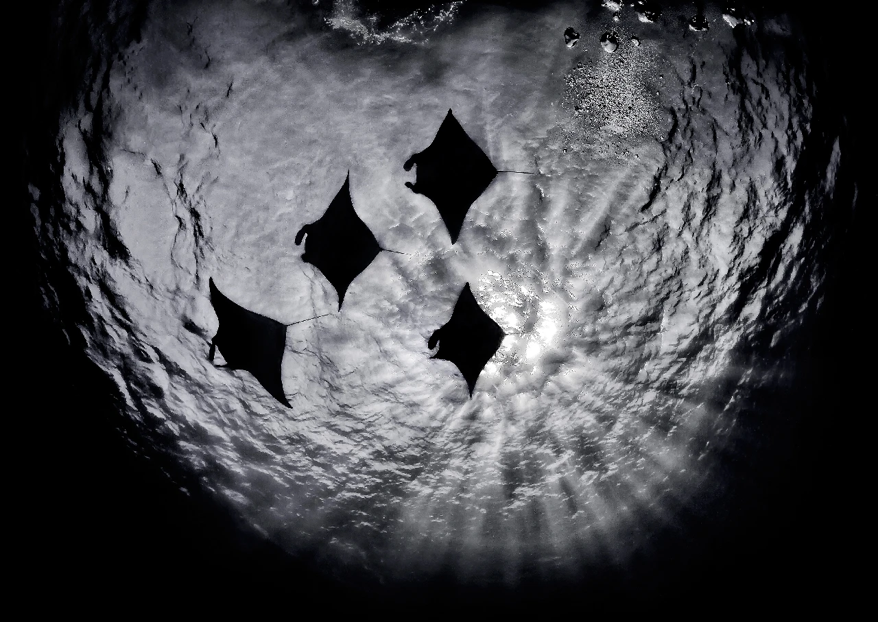 Patrolling - Wide Angle runner up by Beth Watson, See in the Sea underwater photography contest