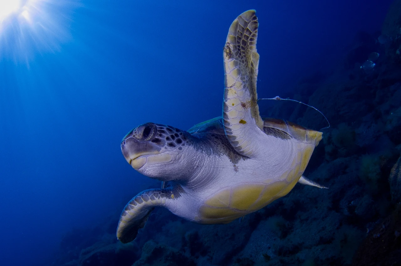 My Blue - Wide Angle runner up by David Mocholi, See in the Sea underwater photography contest