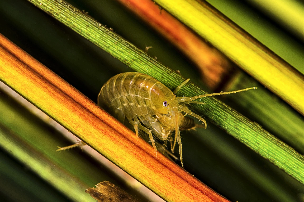 The Flea - Fresh Waters runner up by Francesco Sessa, See in the Sea underwater photography contest