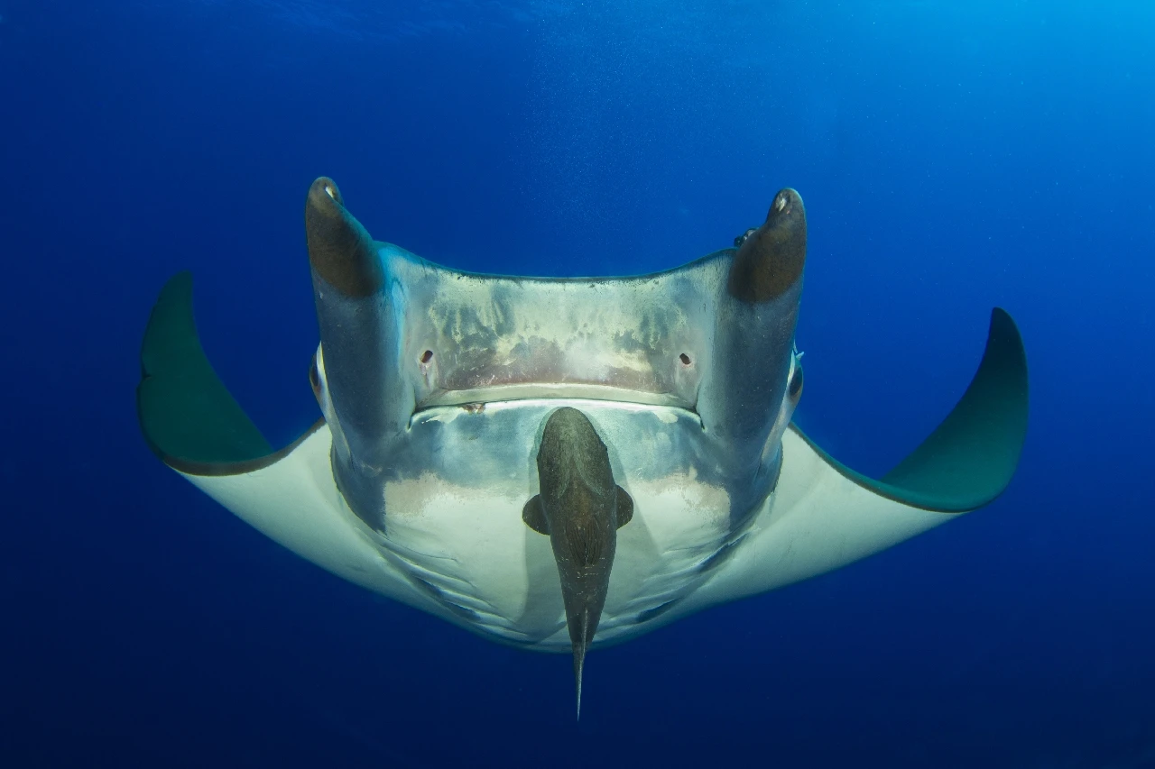 Fly - Wide Angle silver by Mario Odorisio, See in the Sea underwater photography contest