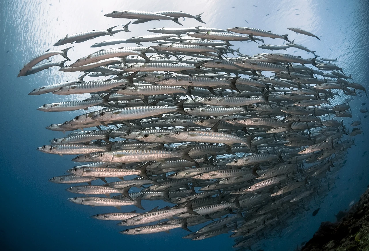 Channel Barracuda School - Wide Angle gold by Gianni Cicalese, See in the Sea underwater photography contest