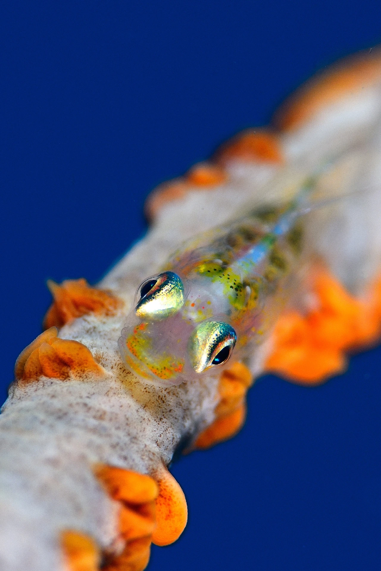Shy Gobi - Macro runner up by Jordi Riba, See in the Sea underwater photography contest