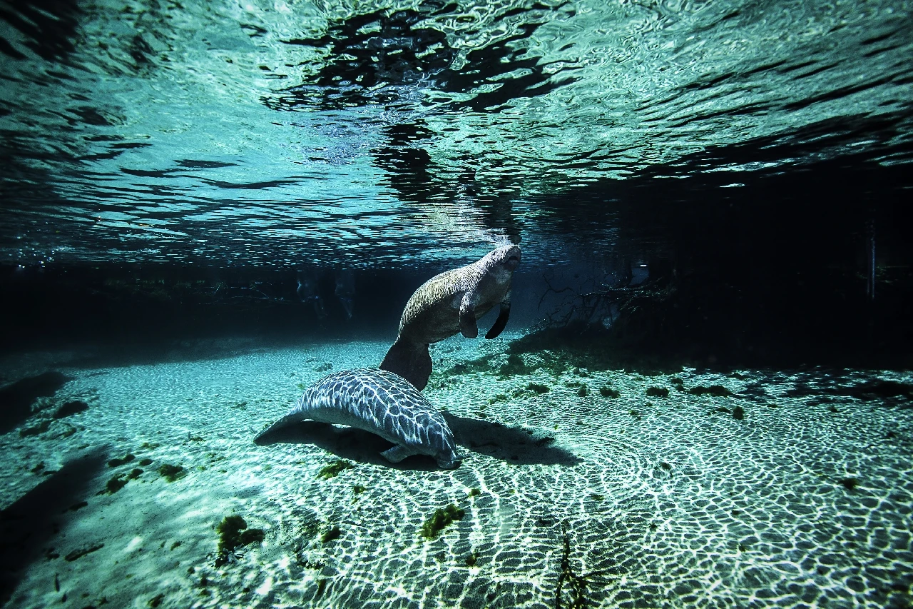 Green Planet - Fresh Waters runner up by Matteo Visconti, See in the Sea underwater photography contest