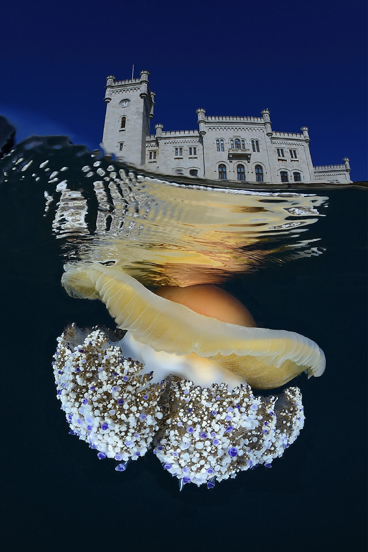 Cothyloriza Dream