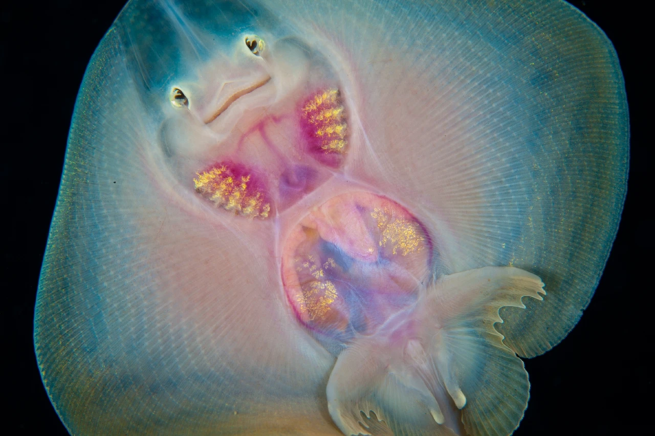 Fly High and Smile - Macro runner up by Nicholas Samaras, See in the Sea underwater photography contest