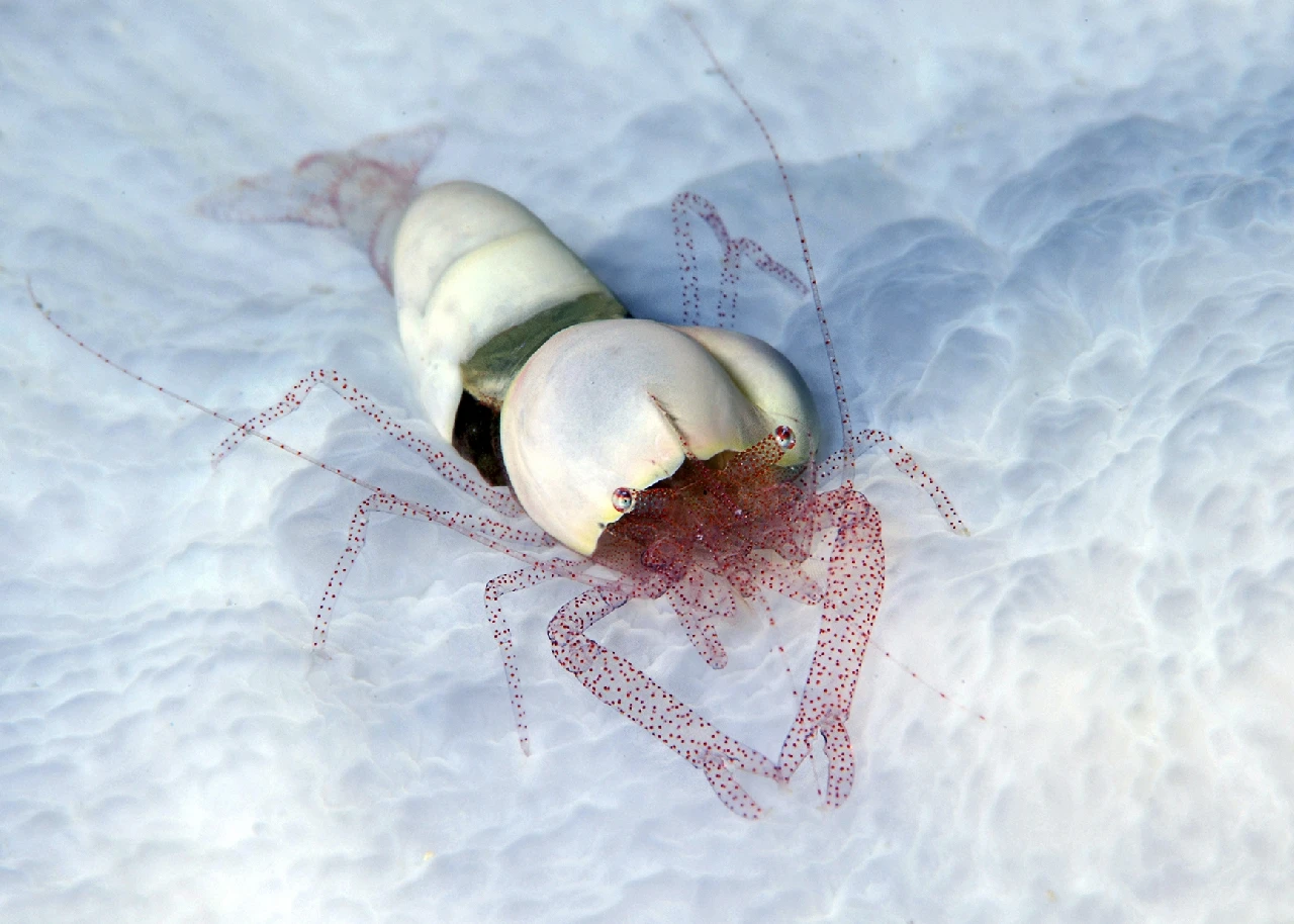 Merletti - Macro runner up by Giacomo Marchione, See in the Sea underwater photography contest