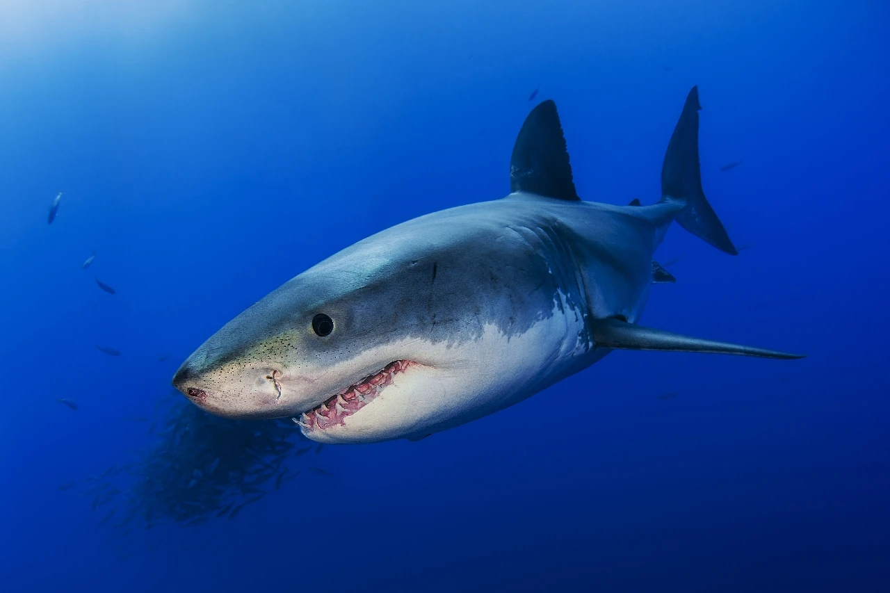 Face to Face - Wide Angle bronze by Davide Lopresti, See in the Sea underwater photography contest