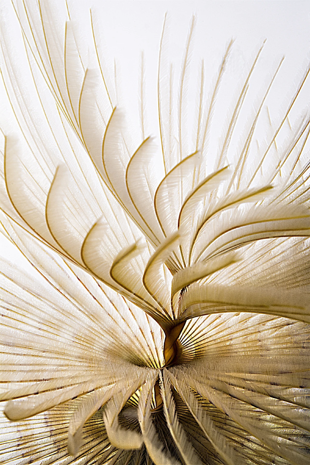 Elegant Feathers - Macro runner up by Francesco Pacienza, See in the Sea underwater photography contest
