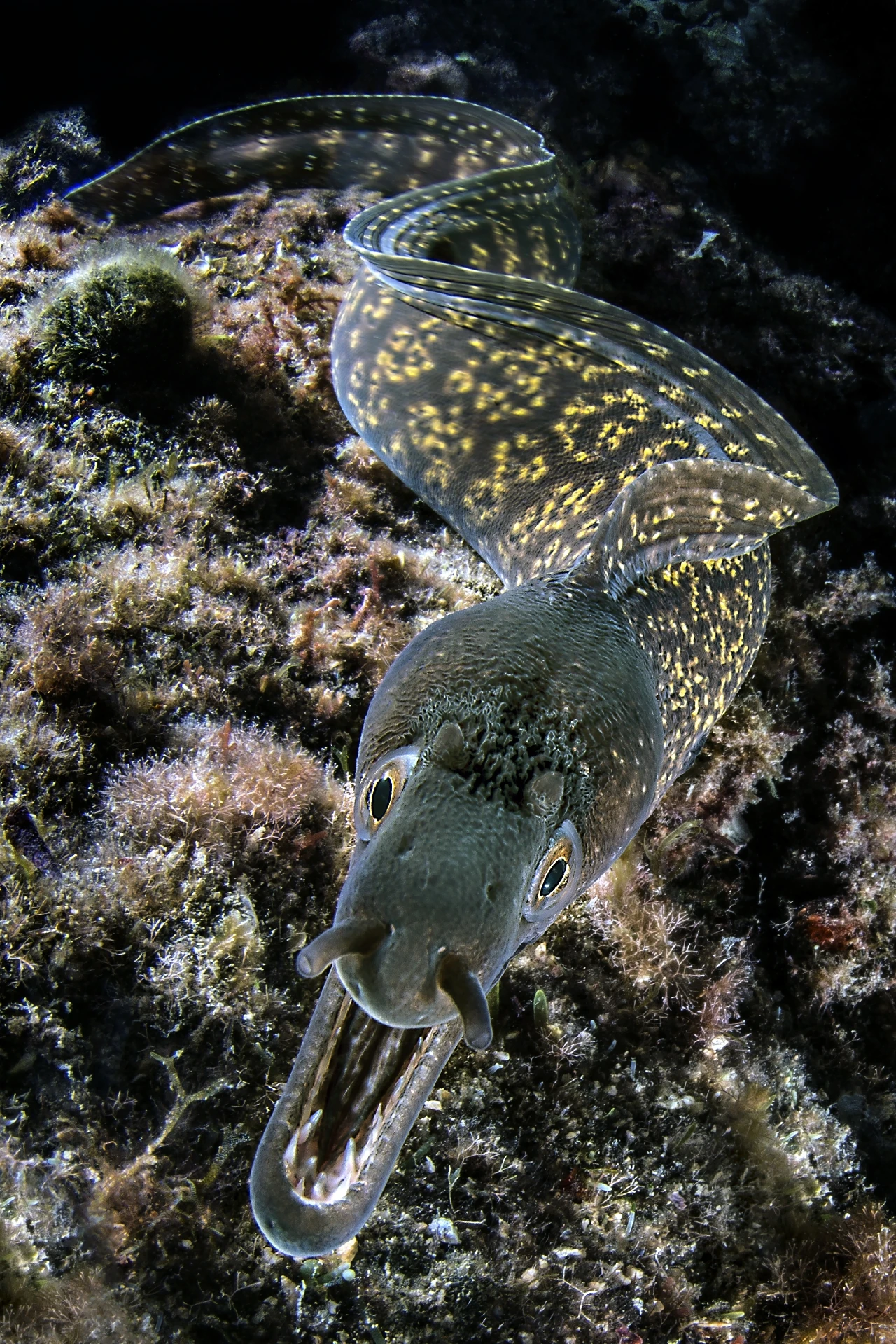A Caccia - Wide Angle runner up by Domenico Roscigno, See in the Sea underwater photography contest