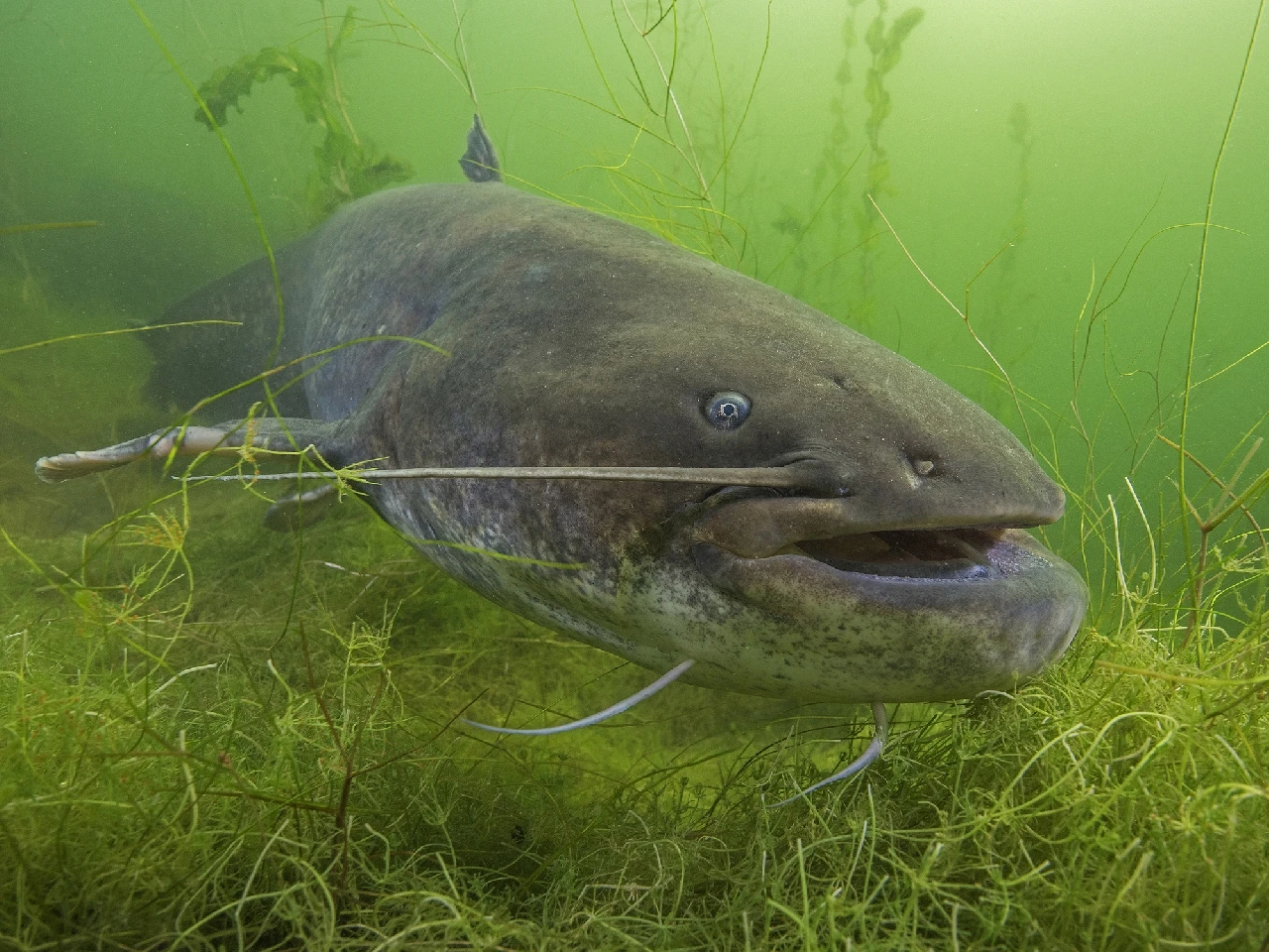 Meerval - Fresh Waters runner up by Rooman Luc, See in the Sea underwater photography contest