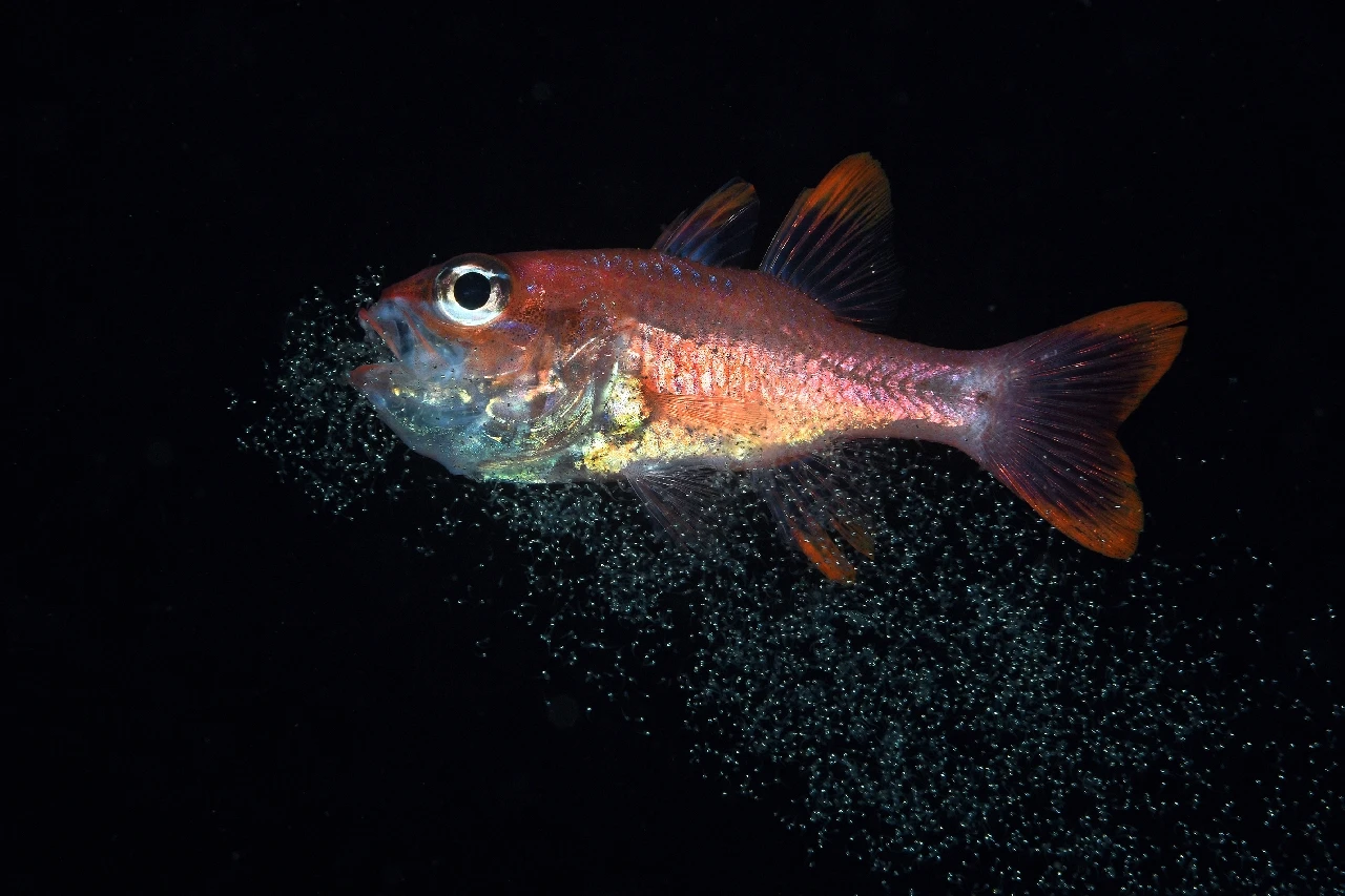 Nascita - Macro gold by Elio Nicosia, See in the Sea underwater photography contest