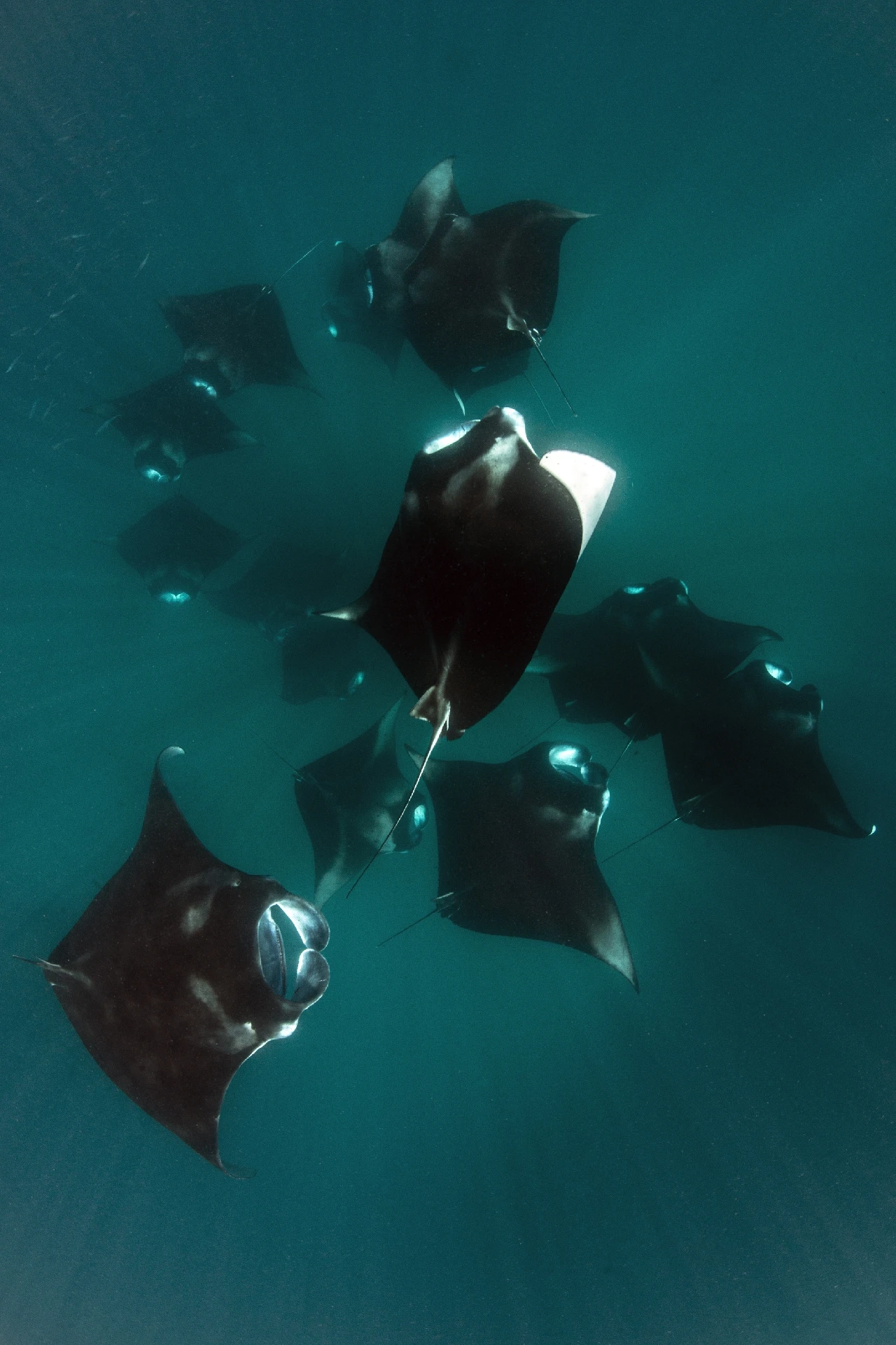 Danza Dell'amore - Wide Angle bronze by Domenico Roscigno, See in the Sea underwater photography contest