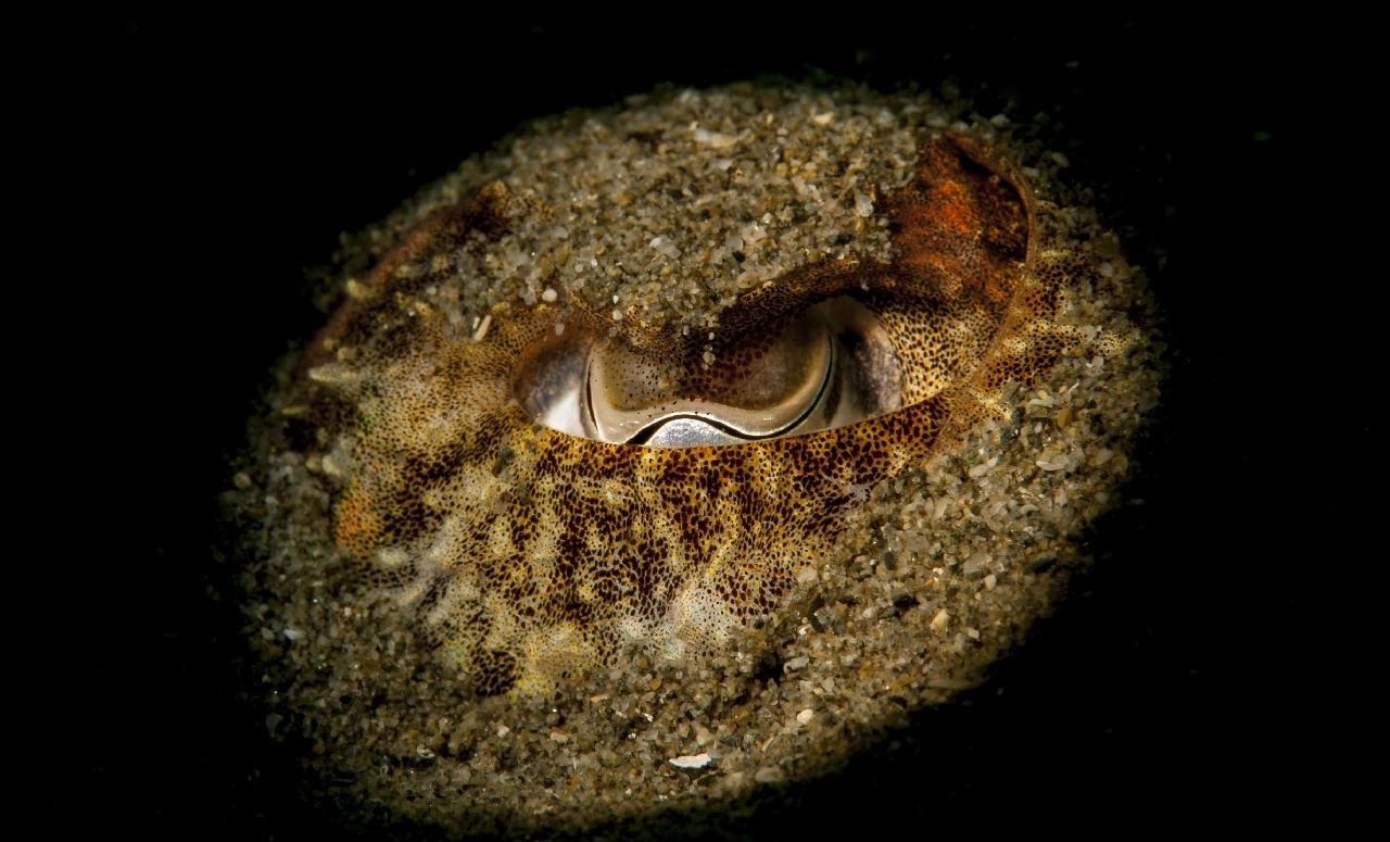 Eye